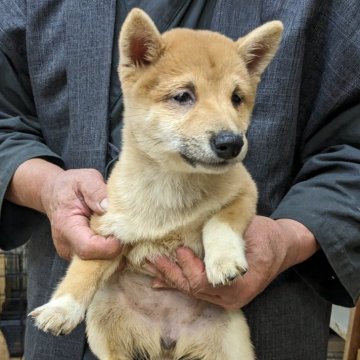 豆柴【佐賀県・女の子・2024年8月20日・赤】の写真「とても上品な顔立ちできれいな色相いのこです」