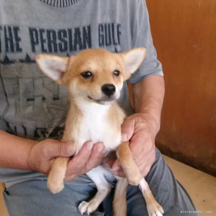 ユウ 様のお迎えした子犬