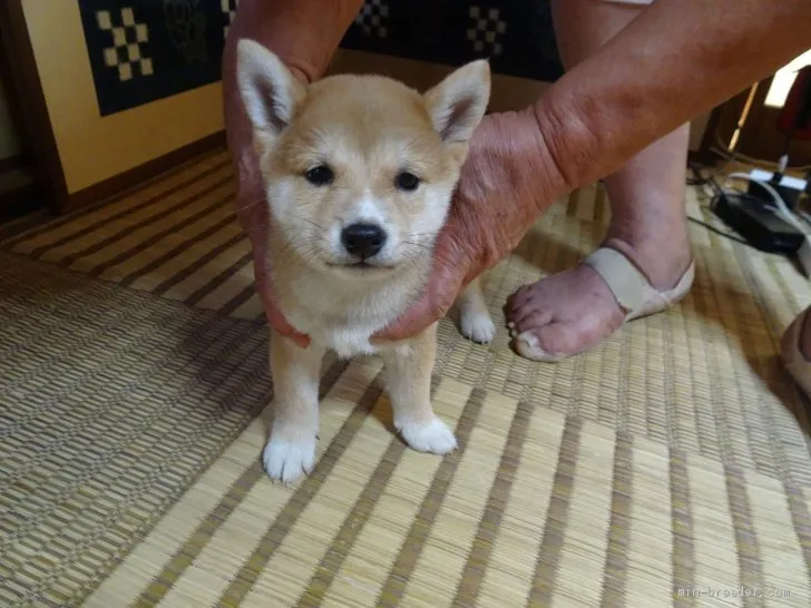 柴犬(標準サイズ)【佐賀県・男の子・2020年8月13日・赤】の写真1