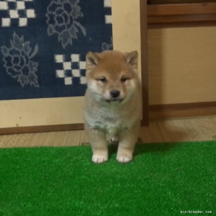 若干薄い赤色の上品な綺麗な色の子です。 | 豆柴