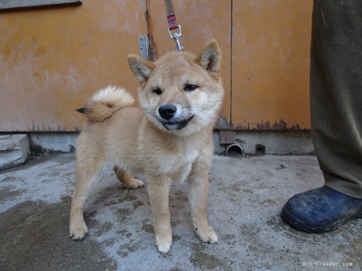 豆柴 佐賀県 男の子 年7月7日 赤 目力が有り柴犬特有の吊り上がった目が最高です みんなのブリーダー 子犬id 10