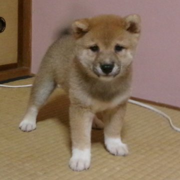 柴犬(豆柴)【佐賀県・男の子・2024年7月10日・赤】の写真「お洒落で垢抜けしたハンサムボーイです。」