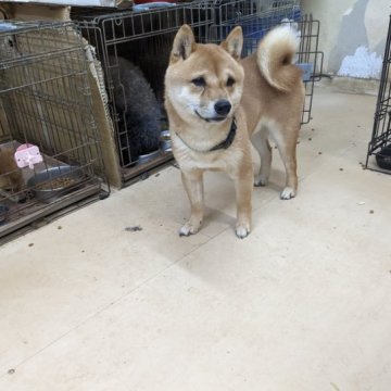 柴犬(豆柴)【佐賀県・男の子・2022年3月11日・赤】の写真「明るい色相の赤色でとても綺麗な男の子です。」