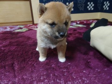 柴犬(豆柴)【佐賀県・女の子・2021年2月21日・赤】の写真「お目目がきれいでお顔もすごくいい小柄な女の子です。」