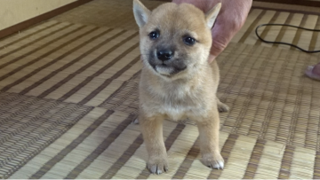 柴犬(豆柴)【佐賀県・女の子・2020年8月12日・赤】の写真「凄く可愛らしい顔をした大変小さな娘です。」