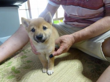 柴犬(豆柴)【佐賀県・男の子・2021年5月13日・赤】の写真「優しい顔立ちで骨量に富んだ素敵な子です。。」