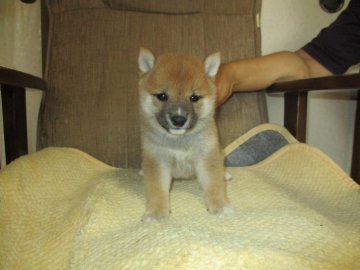 柴犬(豆柴)【佐賀県・女の子・2019年5月27日・赤】の写真「綺麗な赤色でお目目がきりっとして大変上品な子です。」