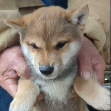 柴犬(豆柴)【佐賀県・男の子・2022年12月13日・赤】の写真「濃い赤色の構成がしっかりしているこです。」