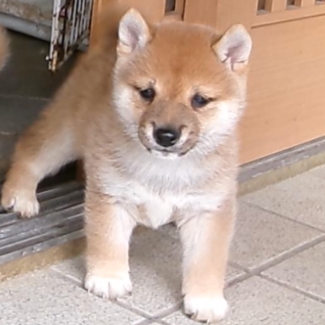 柴犬(豆柴)【佐賀県・男の子・2024年4月10日・赤】の写真「とてもカッコいい素晴らしい子が生まれました」