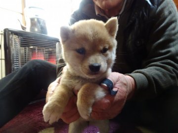 柴犬(豆柴)【佐賀県・男の子・2022年1月2日・赤】の写真「凛とした立ち姿がとてもカッコいい男の子です。」