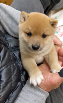 柴犬(豆柴)【佐賀県・男の子・2020年11月27日・赤】の写真「色はとても綺麗な黄金色で上品な素晴らしい子です。」