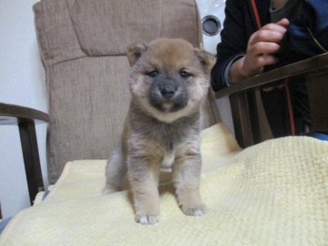 柴犬(豆柴)【佐賀県・女の子・2019年10月3日・赤】の写真「赤色の濃い丸々と太った素晴らしい子です。」