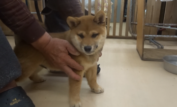 柴犬(豆柴)【佐賀県・男の子・2021年1月30日・赤】の写真「濃い赤色で骨量が有りまん丸して素晴らしい男子です。」