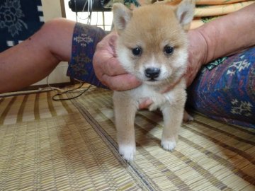 柴犬(豆柴)【佐賀県・女の子・2020年8月13日・赤】の写真「素晴らしい色の顔もとてもハンサムな子が生まれました」