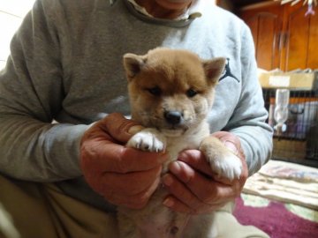 柴犬(豆柴)【佐賀県・男の子・2021年10月17日・赤】の写真「骨量が有り四肢もガッシリしていて垢抜けしています。」