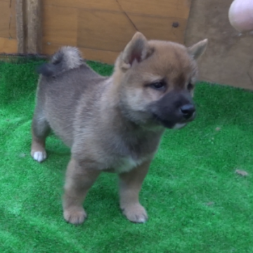 柴犬(豆柴)【佐賀県・男の子・2022年8月24日・赤】の写真「まん丸でコロコロして可くてしかたがありません。」