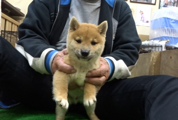 柴犬(豆柴)【佐賀県・男の子・2021年9月8日・赤】の写真「骨量豊かで丸々としてガッシリして仕草が可愛い子です」