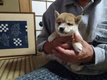 柴犬(豆柴)【佐賀県・女の子・2020年10月5日・赤】の写真「とても骨量豊かで四肢・骨格共に太く男らしい」