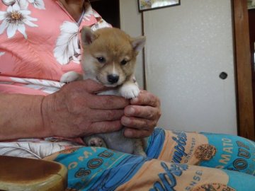 柴犬(豆柴)【佐賀県・女の子・2020年8月13日・赤】の写真「素晴らしい色の顔もとても上品な子が生まれました」