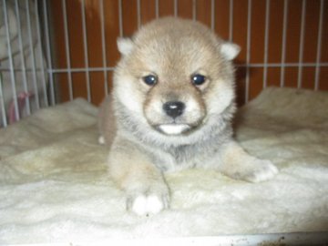 柴犬(豆柴)【佐賀県・男の子・2017年11月22日・赤】の写真「赤色の綺麗なガッシリとしたとてもハンサムボーイです」