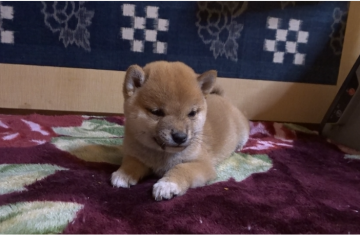 柴犬(豆柴)【佐賀県・男の子・2021年10月17日・赤】の写真「赤色のとても綺麗な大人しい性格の子です。。」