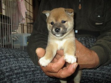 柴犬(豆柴)【佐賀県・女の子・2020年2月24日・赤】の写真「お目目がとても愛らしいとてもかわいい子です。」