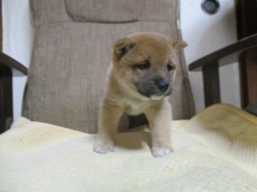 柴犬(豆柴)【佐賀県・男の子・2019年11月26日・赤】の写真「これぞ豆柴の極み！解り易くとてつもなくカワイイ子」