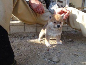 柴犬(豆柴)【佐賀県・女の子・2022年1月16日・赤】の写真「愛嬌のあるたぬき顔の素敵な魅力的な女の子です。」