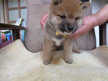 柴犬(豆柴)【佐賀県・男の子・2019年1月17日・赤】の写真「父親犬KC・CH　両親の良い所どりで素晴らしい子」