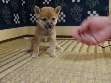 柴犬(豆柴)【佐賀県・女の子・2020年8月12日・赤】の写真「とてもとても小さくて可愛らしい元気な子です。」