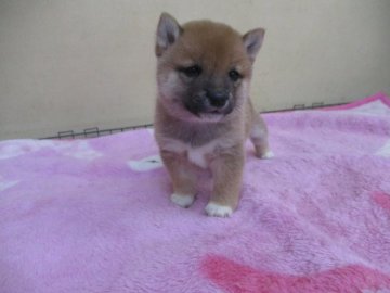 柴犬(豆柴)【佐賀県・男の子・2020年2月12日・赤】の写真「お目がとても綺麗で引き込まれそうな可愛い子です」