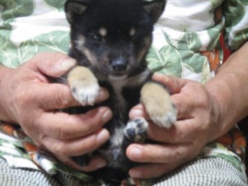 柴犬(豆柴)【佐賀県・男の子・2018年7月14日・黒】の写真「黒色の素晴らしい小犬です。流石チャンピオンの子です」