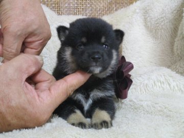 柴犬(豆柴)【佐賀県・男の子・2017年5月12日・黒】の写真「ちょっと地味ですがとても小さい子です。」