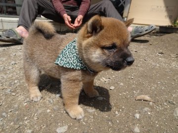 柴犬(豆柴)【佐賀県・男の子・2022年3月11日・赤】の写真「丸々と太った骨量豊かな赤色の素晴らしい子です。」