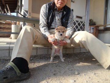 柴犬(豆柴)【佐賀県・男の子・2022年1月15日・赤】の写真「とても派手で、男らしくしかもハンサムな子です。」