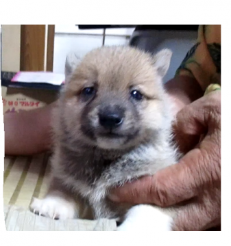 柴犬(豆柴)【佐賀県・男の子・2020年7月3日・赤】の写真「小振りではありますがとても元気で人懐っこい子です」