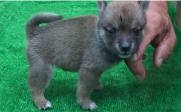 柴犬(豆柴)【佐賀県・男の子・2021年8月22日・赤】の写真「我々6兄妹共にとてもとても小さいですが元気一杯です」