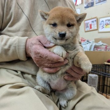 柴犬(豆柴)【佐賀県・女の子・2022年11月11日・赤】の写真「この娘も顔立ちが凄く良く垢抜けした娘です。」