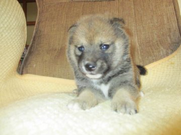 柴犬(豆柴)【佐賀県・男の子・2018年5月6日・赤】の写真「濃い赤色のクリクリしたタヌキ顔の可愛い子です。」