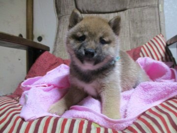 柴犬(豆柴)【佐賀県・女の子・2018年2月3日・赤】の写真「少し薄い赤色の美しい丸々と太った立派な子犬です。」