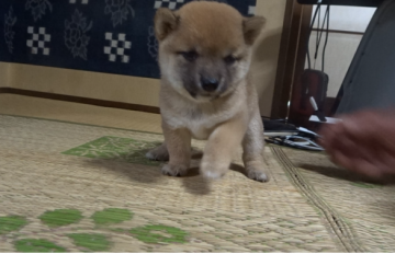 柴犬(豆柴)【佐賀県・女の子・2021年5月13日・赤】の写真「大変優しいメスらしい顔立ちの中々生まれない逸品です」