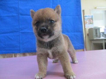 柴犬(豆柴)【佐賀県・女の子・2016年6月11日・赤】の写真「超小さなメスの子犬です。とても可愛いです。」