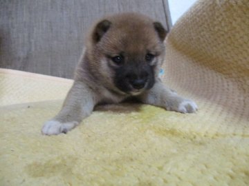 柴犬(豆柴)【佐賀県・男の子・2018年5月17日・赤】の写真「きれいな赤色のすごく顔立ちの良い子犬です。」