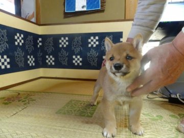 柴犬(豆柴)【佐賀県・男の子・2021年3月2日・赤】の写真「赤色の奇麗なキリッとしたお顔の男の子です。」