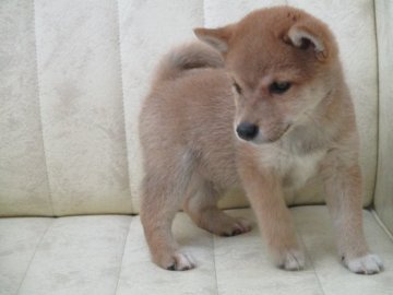 柴犬(豆柴)【佐賀県・女の子・2017年5月14日・赤】の写真「見ての通り顔の可愛すぎる綺麗な子犬です。1300g」