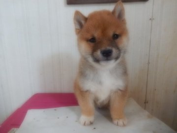 柴犬(豆柴)【佐賀県・男の子・2015年12月4日・赤】の写真「丸々と太ったとても活発で、明るい性格の子です。」