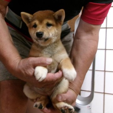 柴犬(豆柴)【佐賀県・女の子・2024年7月5日・赤】の写真「お顔がとても可愛いいとてもチャーミングな女の子です」