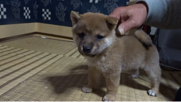 柴犬(豆柴)【佐賀県・男の子・2020年9月25日・赤】の写真「小さめの男の子ですがとても元気で素晴らしい子です。」