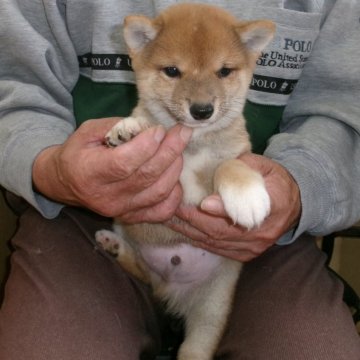 柴犬(豆柴)【佐賀県・男の子・2024年3月11日・赤】の写真「ハンサムボーイでとても綺麗な素敵な男の子です。」