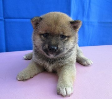 柴犬(豆柴)【佐賀県・女の子・2016年5月29日・赤】の写真「曾祖母、祖父、父親はKCチャンピオンと名血統の子犬」